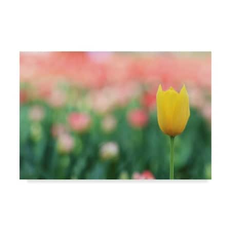 Incredi 'Yellow Tulip' Canvas Art,22x32